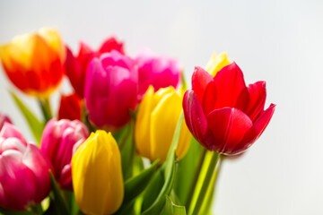 Fototapeta premium Colorful tulips bouquet with copy space on soft neutral background