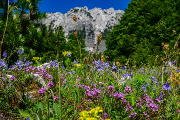 Obraz premium A vibrant array of purple, blue, and yellow wildflowers blanket a grassy meadow, with a towering, grey, rocky mountain face dominating the background in Valbona Valley, Albania.