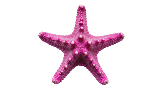 Vibrant magenta starfish displaying textured surface, resting gently