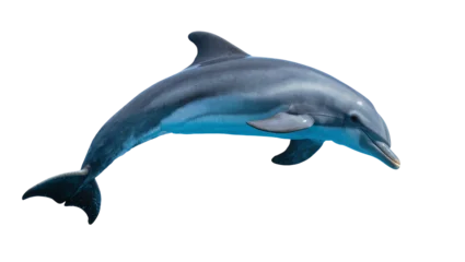 Fotobehang Dolfijn Sleek gray dolphin swimming gracefully, displaying smooth skin and a pointed snout  © Eva