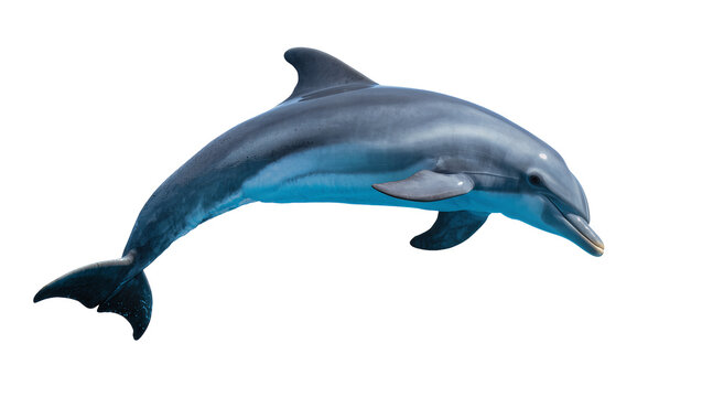 Sleek gray dolphin swimming gracefully, displaying smooth skin and a pointed snout