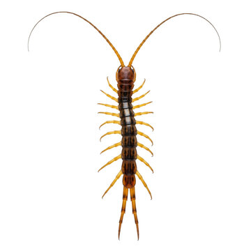 extreme macro photograph of an ultra-detailed house centipede with a segmented chitinous body and numerous long striped legs, isolated on a bright white background, detailed taxonomic specimen concept
