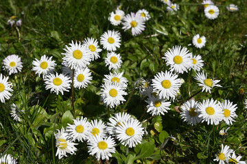 gänseblümchen © lotharnahler