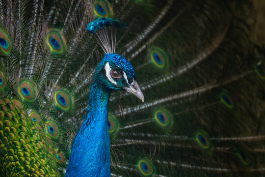 peacock. peafowl. Beautiful spread of a peacock.