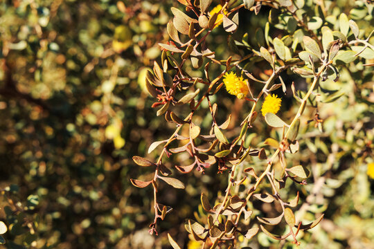 Close-up of Leatherleaf Acacia (Acacia craspedocarpa) or Mulga Acacia (Acacia aneura) with fluffy bright yellow flowers in spring, a common drought-tolerant tree in Phoenix, Arizona; nature background