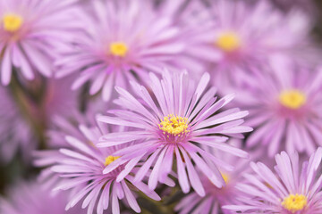 Obraz premium A soft, dreamy close-up of delicate pink-purple flowers with bright yellow centers, captured in shallow focus against a gently blurred background.