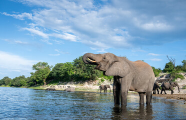 Fototapeta premium African bush elephant standing in the CHobe River in Chobe National Park.