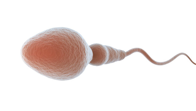 Detailed human sperm cell showing head midpiece, and tail structure