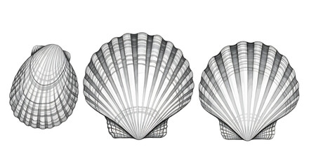 Scallop seashells in three different views on white background seashell shell marine ocean seafood coastal © Mamun