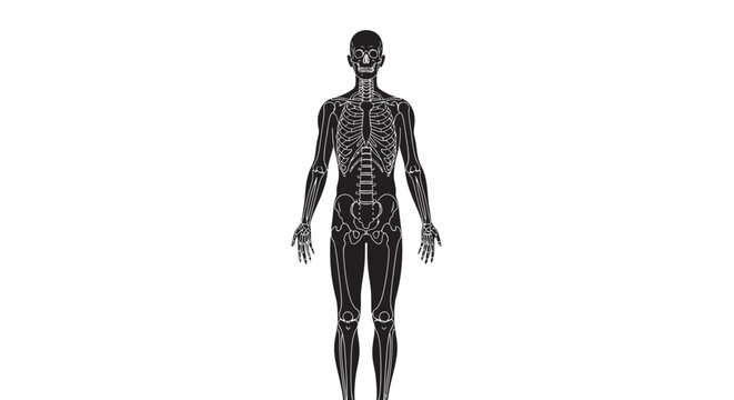 human body anatomy black silhouettes
