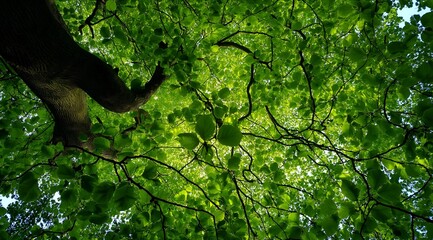 Fototapeta premium A vibrant view of lush green leaves and branches, capturing the essence of nature and tranquility.