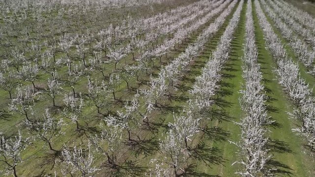 Aerial perspective of a blossoming fruit orchard with rows of white flowering trees extending into the distance on a sunny spring day, creating a beautiful natural pattern