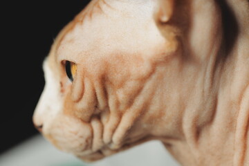 A clear shot of a cat's facial features with a blurred background © Fotograf