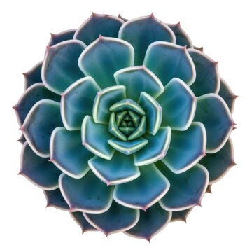 A close-up of a blue succulent plant