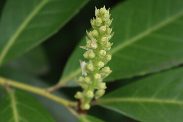 Fototapeta premium Close-up of Cherry or English Laurel bush in bloom. Prunus laurocerasus with one flowers