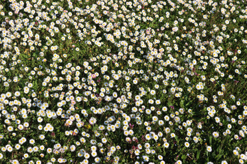 Top view of common daisies on meadow on a sunny day. Bellis perennis flowers in springtime © saratm