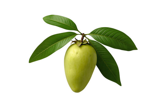 Canistel egg fruit on branch with leaves