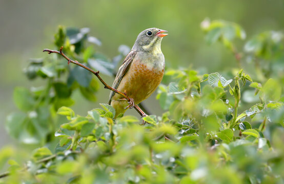 Adult male Ortolan Bunting (Emberiza hortulana) in vibrant breeding plumage perched against a beautifully blurred background.