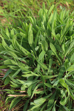 Bunch of Bladder campion plants in the meadow on springtime. Silene vulgaris plant  in the italian countryside