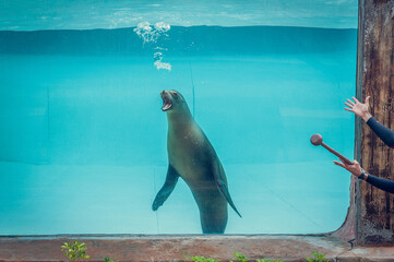 Sea Lion Performing Underwater During Training Session, Blowing Bubbles and Responding to Trainer Gesture in Clear Blue Aquarium © Regina