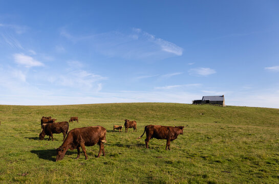 buron au milieu des prairies, ferme d'&eacute;t&eacute; sur le plateau du Limon dans le Cantal en france en Auvergne