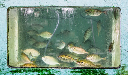 Aberdeen, Hong Kong. Live fish in aquarium tank with water bubbles and glass texture creating raw seafood concept and aquaculture environment with natural organic atmosphere