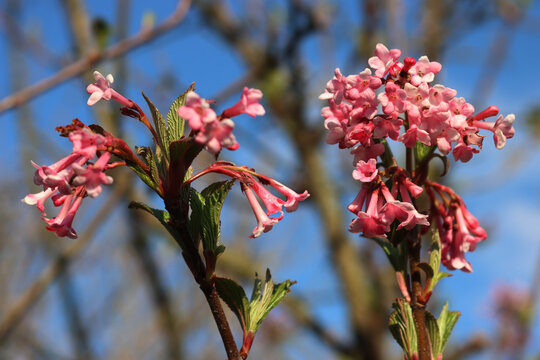 Partially faded pink flowers of Winter Fragant Snowball Viburnum bodnatntense &ldquo;Dawn&rdquo; in the garden on early springtime