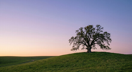 Fototapeta premium Lone Oak Tree on a Grassy Hill at Sunset with Clear Pastel Twilight Sky and Rolling Meadows