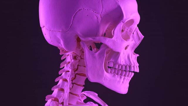 Magenta anatomical head model articulates the temporomandibular joint to visualize maxillofacial mechanics for orthodontic education and dental surgery planning applications.