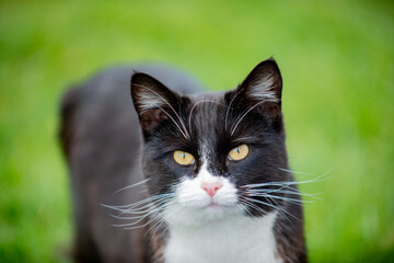 Obraz premium Close-up Portrait of a Tuxedo Cat with Amber Eyes and a Serious Expression Outdoors