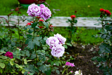 Obraz premium Lavender roses blooming in a garden with green foliage.