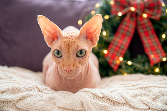 Close up portrait of a hairless sphynx cat with green eyes looking at camera. Christmas mood