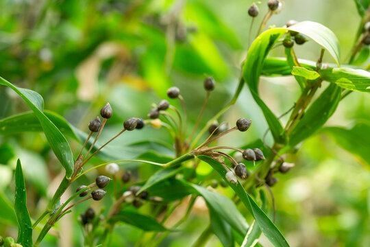 Patake is a traditional plant believed to possess magical properties, such as lightning protection. Its seeds are often used in handicrafts such as bracelets and necklaces.