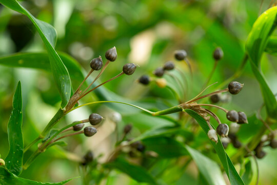 Patake is a traditional plant believed to possess magical properties, such as lightning protection. Its seeds are often used in handicrafts such as bracelets and necklaces.