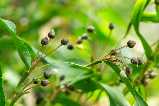 Patake is a traditional plant believed to possess magical properties, such as lightning protection. Its seeds are often used in handicrafts such as bracelets and necklaces.