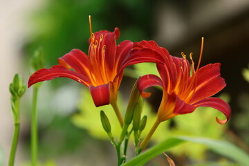 Zwei Blüten der Lilie rot gelb © DieFro