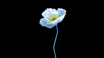 Beautiful delicate light blue japanese poppy flower isolated against dark background conveying serene and peaceful emotional state