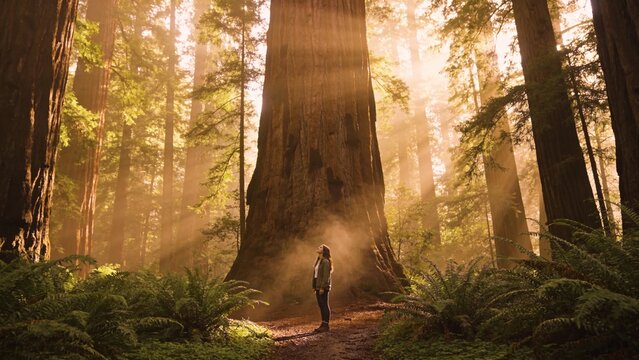 person standing in awe before giant sequoia tree in misty forest