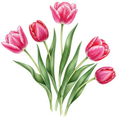 Fototapeta premium Pink tulips bouquet illustration isolated on transparent background