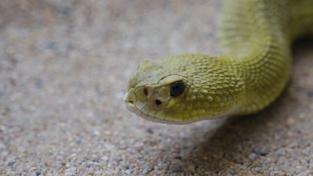 Close up of head  of a rattlesnake  slowly moving along  in sand on a cloudy day
