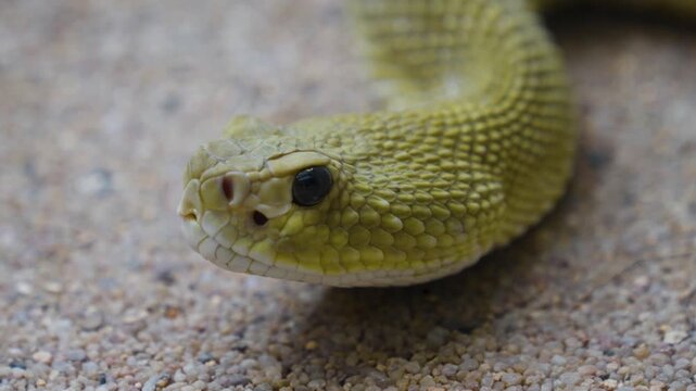 Close up of head  ofa rattlesnake  slowly moving along  in sand on a cloudy day
