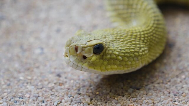 Close up of head  ofa rattlesnake  slowly moving along  in sand on a cloudy day
