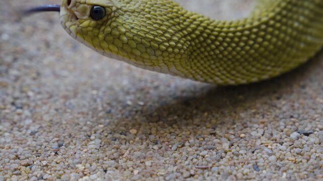 Close up of head  ofa rattlesnake  slowly moving along  in sand on a cloudy day
