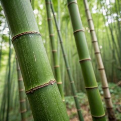 Fototapeta premium Bamboo stalks in a lush forest nature photography green environment close-up view symbolizing freshness and strength