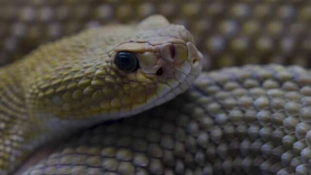 Close up of head  ofa rattlesnake  slowly moving along  in sand on a cloudy day
