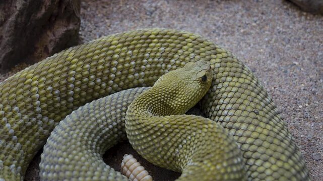 Close up of head  ofa rattlesnake  slowly moving along  in sand on a cloudy day
