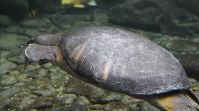 Close up of a pg nose turtle , swimming around underwater close to the water surface.