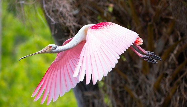 roseate spoonbill