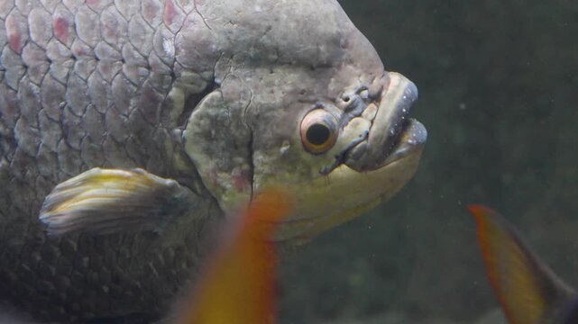 Close up head of an elephant ear fish gourami resting underwater in a river