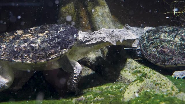 Close up of the head of Amazon mata mata  turtle , swimming around underwater